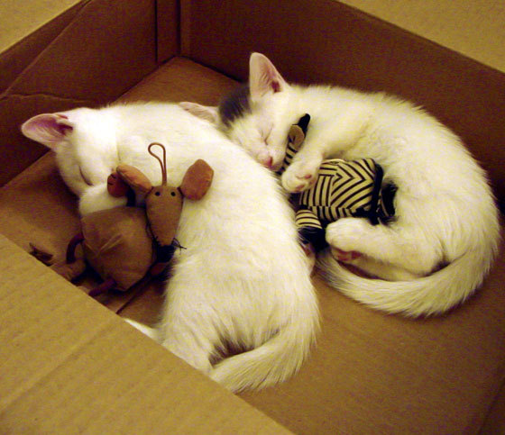 开云官方网站-_奥林匹克运动：不同国家展现体育精神_，奥林匹克主义将体育运动