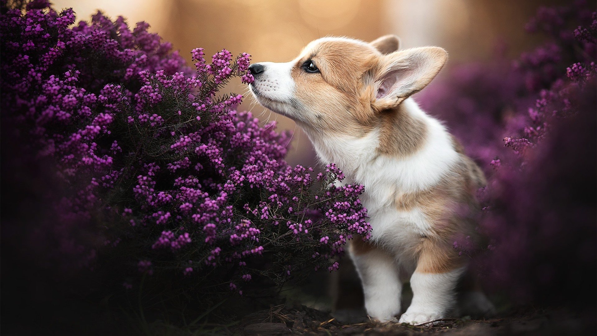 开云·体育官网APP下载-逆境之光：逆风翻盘激发无限潜能，逆境之中是什么意思