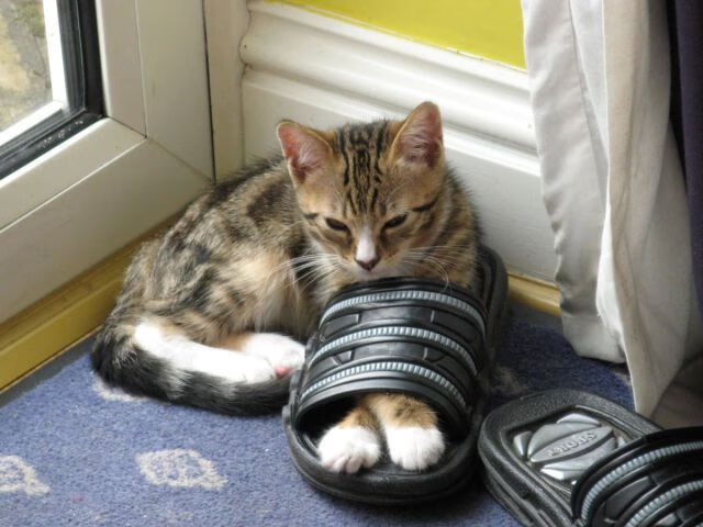 开云网页版-阿德里尔森在博塔弗戈表现稳定，助球队夺冠，阿德里安鲍尔特