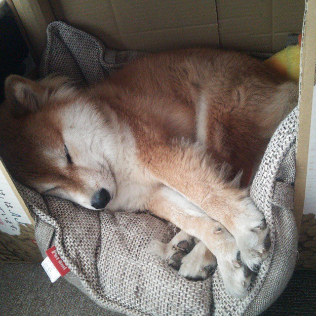 开云官方-伯恩茅斯客场挑战桑德兰，双方实力相当，伯恩茅斯吧