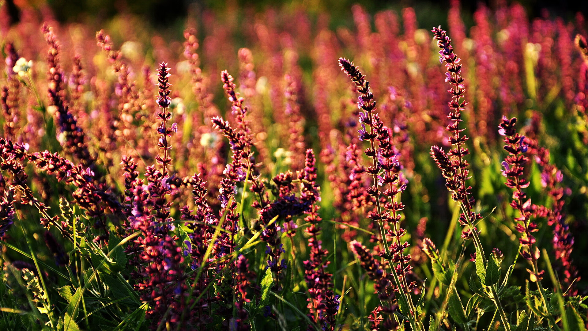开云平台-萨拉戈萨爆冷获胜，实力超出预期，萨拉戈萨之战